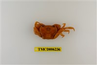 藏品(拉氏清溪蟹)的圖片